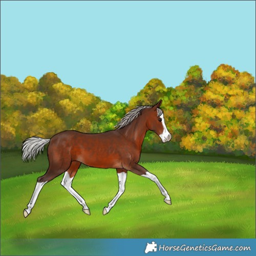 Horse Color:Silver Brown Splash 