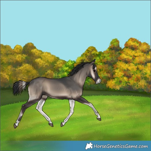 Horse Color:Blue Onyx 
