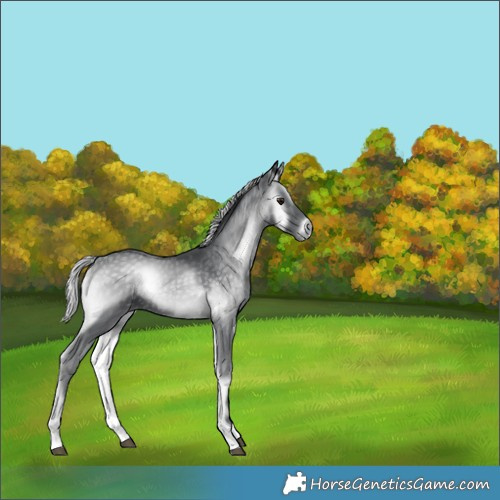 Horse Color:Silver Blue Onyx Chinchilla Tobiano 