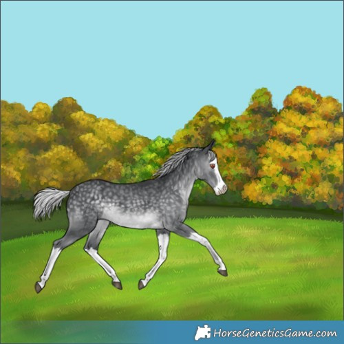 Horse Color:Silver Black Chinchilla Splash 