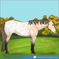 Horse Color:Buckskin Blanket 