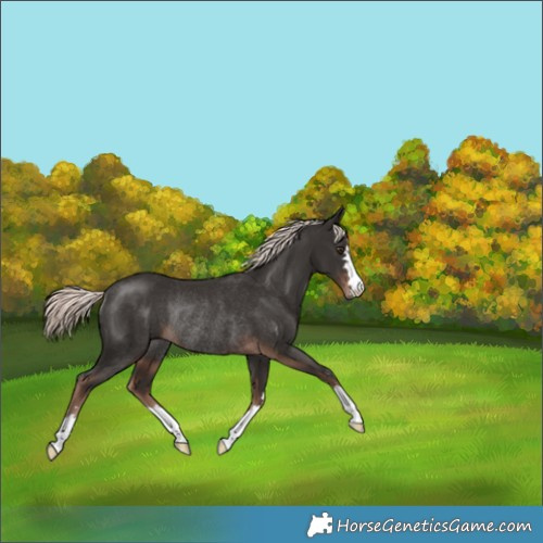 Horse Color:Liver Chestnut Mushroom Rabicano 