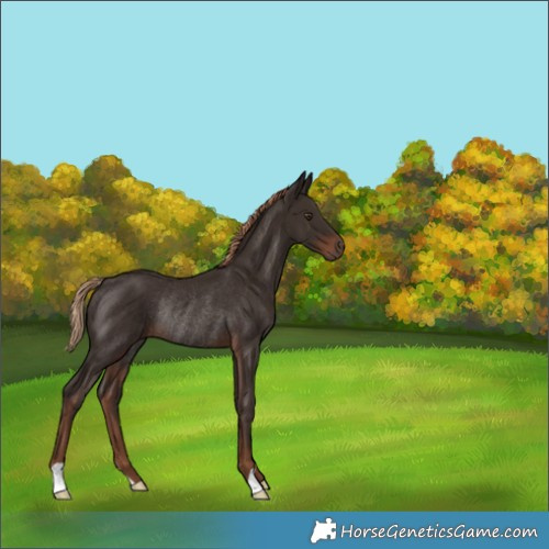 Horse Color:Liver Chestnut Rabicano 