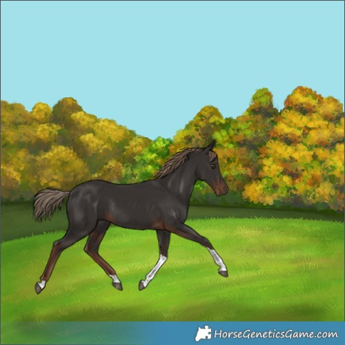 Horse Color:Liver Chestnut Tobiano Rabicano 