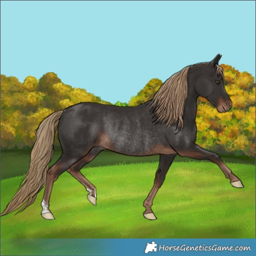 Horse Color:Liver Chestnut Rabicano 