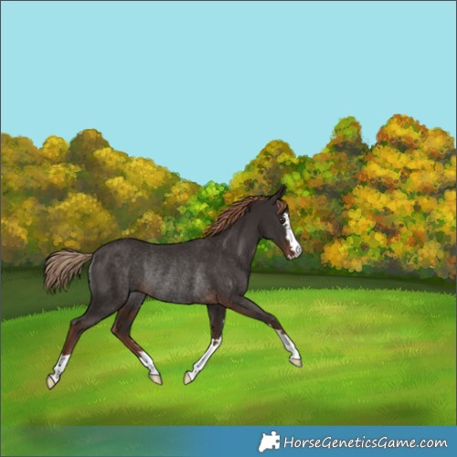 Horse Color:Liver Chestnut Rabicano 