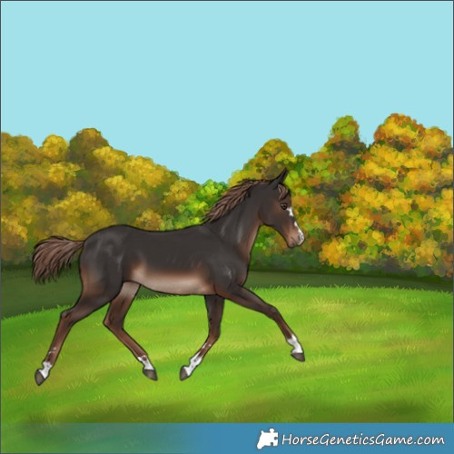 Horse Color:Liver Chestnut 
