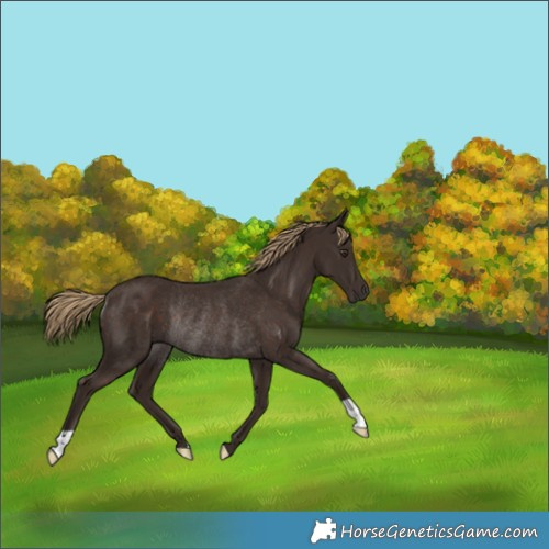 Horse Color:Liver Chestnut Rabicano 