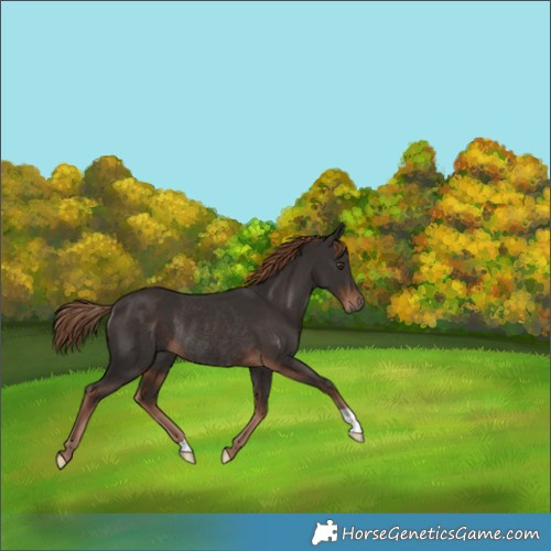 Horse Color:Liver Chestnut Rabicano 