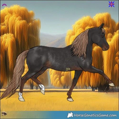 Horse Color:Liver Chestnut Rabicano