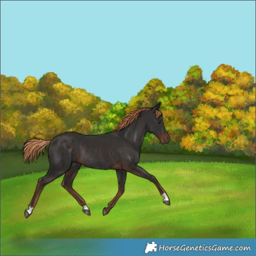 Horse Color:Liver Chestnut Rabicano 