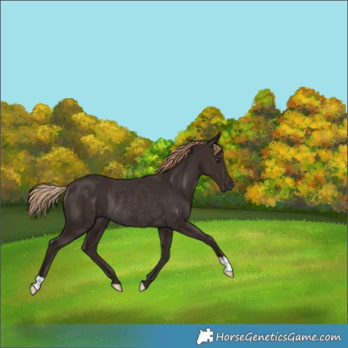 Horse Color:Liver Chestnut Rabicano 