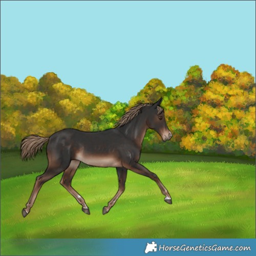 Horse Color:Liver Chestnut Rabicano 