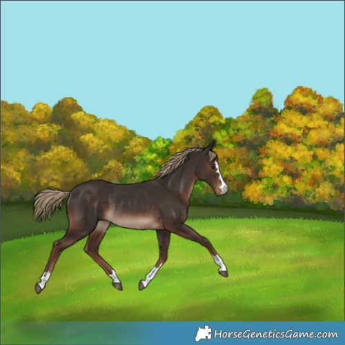 Horse Color:Liver Chestnut Rabicano 