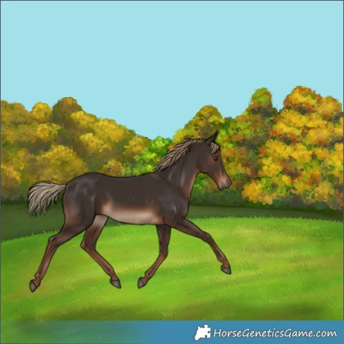 Horse Color:Liver Chestnut Rabicano 