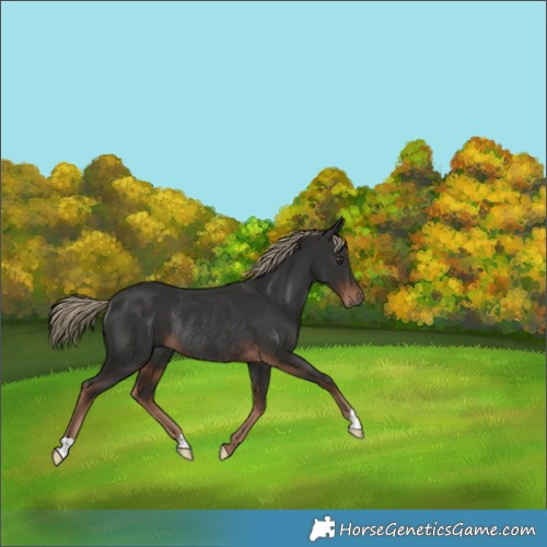 Horse Color:Liver Chestnut Rabicano 