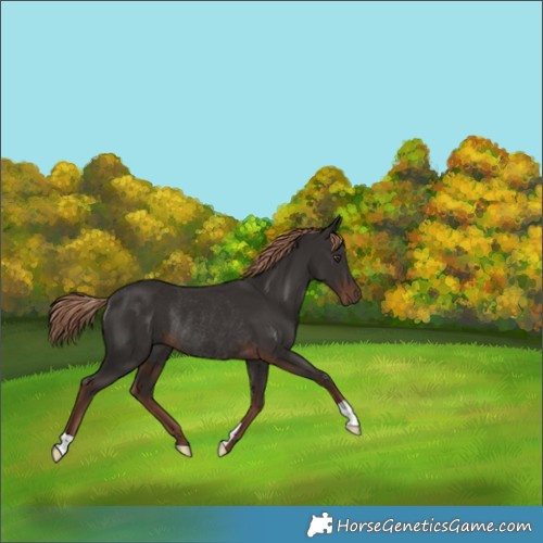 Horse Color:Liver Chestnut Rabicano 