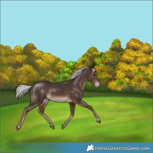 Horse Color:Liver Chestnut Mushroom 