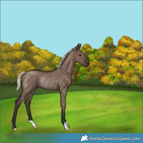 Horse Color:Liver Red Dun Mushroom Rabicano 