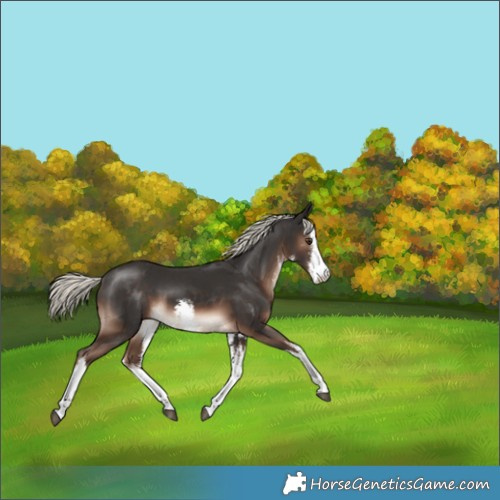 Horse Color:White Spotted Liver Chestnut Mushroom 
