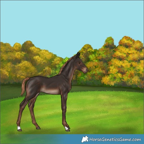 Horse Color:Liver Chestnut 