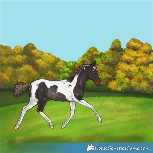 Horse Color:Liver Chestnut Tobiano Rabicano 