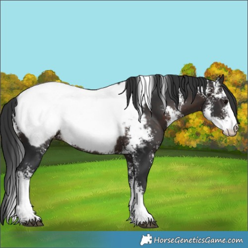 Horse Color:Brown Sabino Appaloosa Rabicano