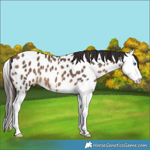 Horse Color:Brown Dun Splash Appaloosa 