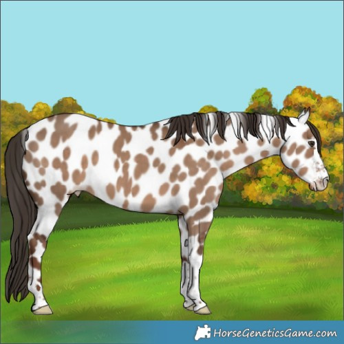 Horse Color:Liver Red Dun Appaloosa 