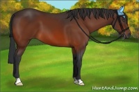 Horse Color:Unknown 