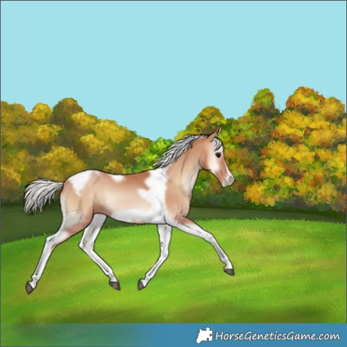 Horse Color:Silver Blue Onyx Pearl Tobiano Frame 