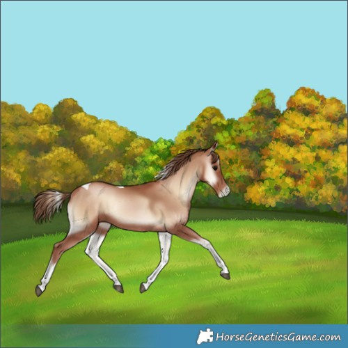 Horse Color:Blue Onyx Pearl Tobiano 