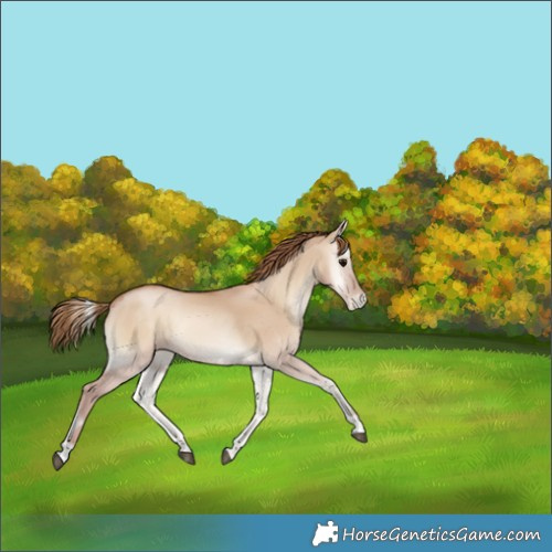 Horse Color:Grullo Pearl Onyx 