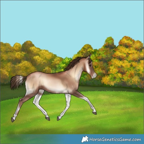 Horse Color:Liver Red Onyx Pearl Rabicano 