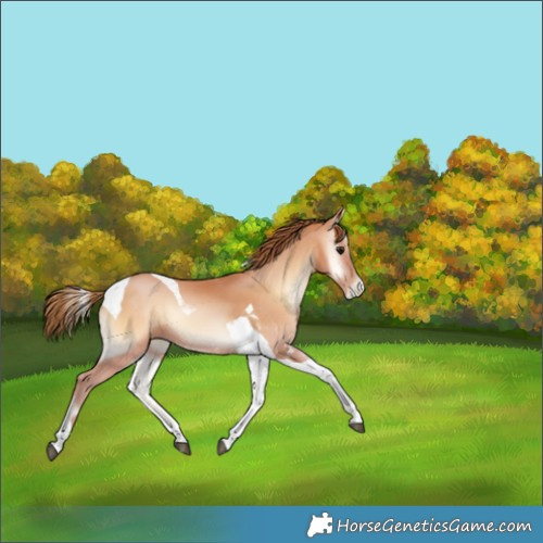 Horse Color:Bay Pearl Onyx Tobiano 