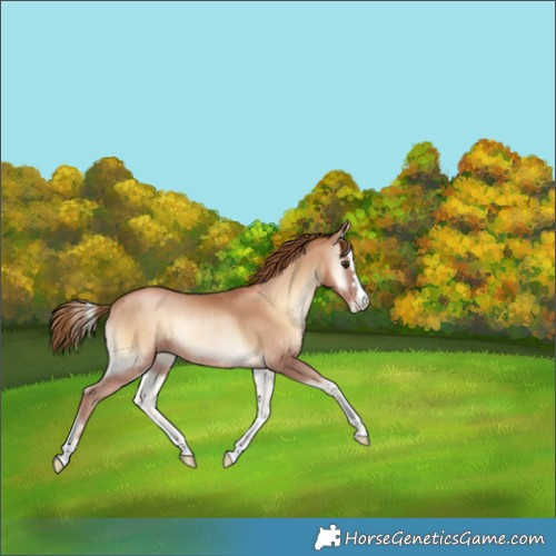 Horse Color:Red Onyx Pearl Rabicano 