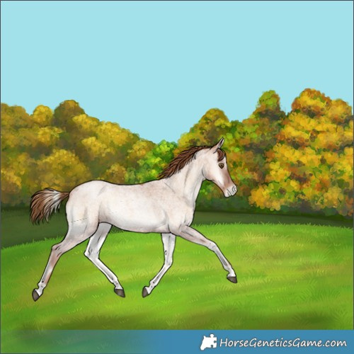 Horse Color:Red Onyx Roan Pearl 
