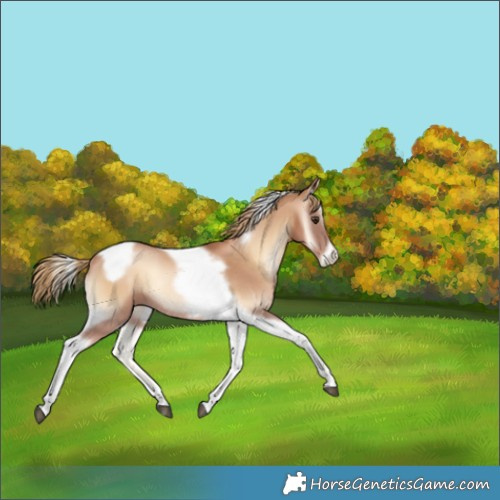 Horse Color:Red Onyx Pearl Tobiano Frame 