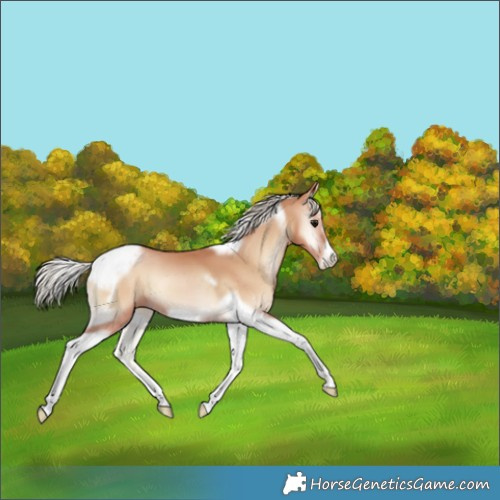 Horse Color:Silver Blue Onyx Pearl Tobiano Frame 