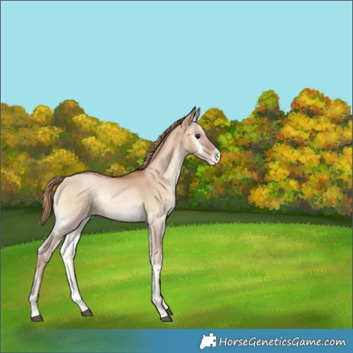 Horse Color:Red Dun Pearl Onyx 
