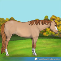 Horse Color:Red Dun 