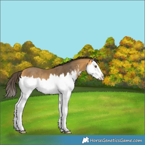 Horse Color:Buckskin Sabino Splash Rabicano