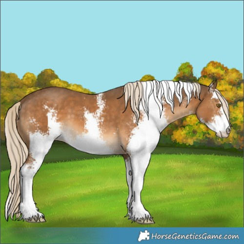 Horse Color:Chocolate Palomino Sabino 