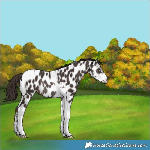 Horse Color:Liver Chestnut Sabino Tobiano Appaloosa Rabicano