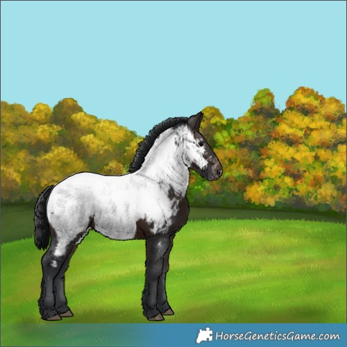 Horse Color:Brown Appaloosa 