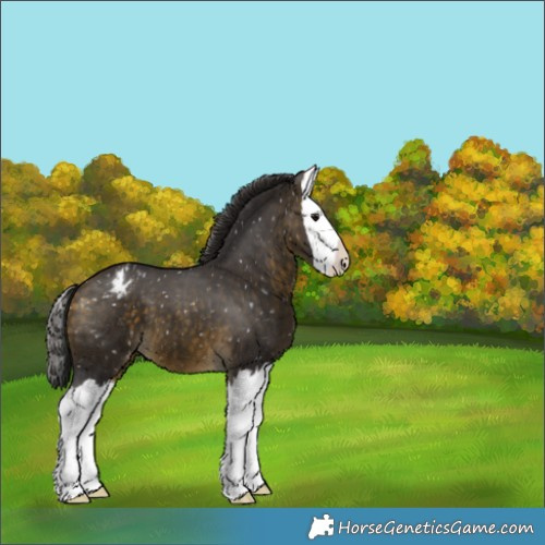 Horse Color:Buckskin Splash Appaloosa 