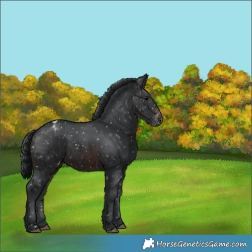 Horse Color:Brown Appaloosa 