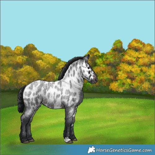 Horse Color:Brown Roan Appaloosa 