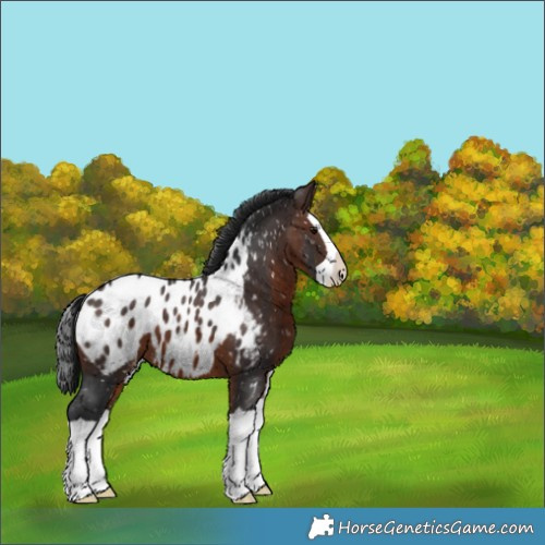 Horse Color:Brown Splash Appaloosa 