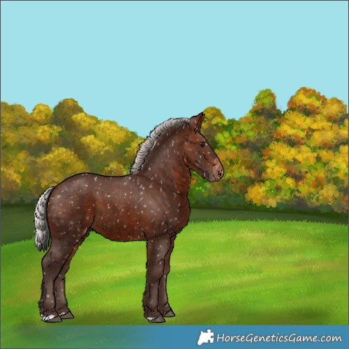 Horse Color:Silver Brown Appaloosa 